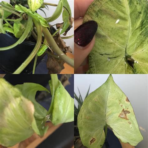 Maybe you would like to learn more about one of these? Help! What are these tiny white bugs on my plant and how ...