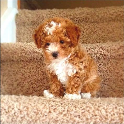 Toy Poodle Dog Breed Information Images Characteristics