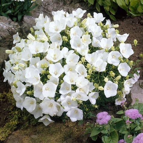 Bellflower Rapido White Has A Profusion Of White Open Bell Shaped