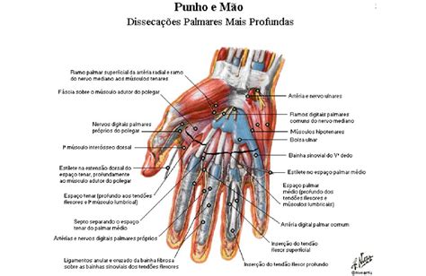 Anatomia Da Mão Tendões