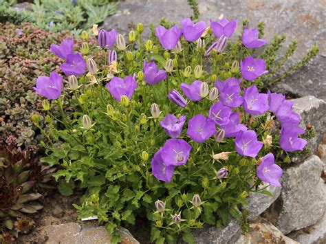 Niedrige Glockenblume Blaue Clips Campanula Carpatica Blaue Clips