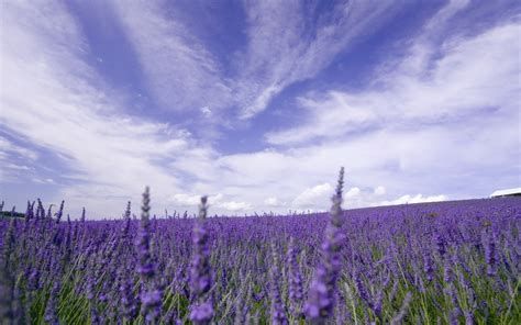 Nature Flowers Lavender Purple Flowers Field Provence