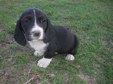 Black And White Basset Hound Puppies For Sale Petsidi