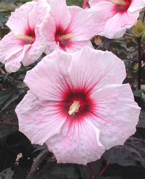 Hibiscus Kopper King From Evergreen Nursery Inc Photo Courtesy Of