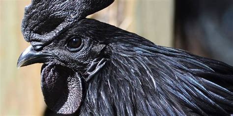 This All Black Mutant Chicken Is The Most Brutal Chicken Inverse