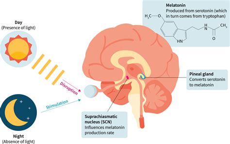 Deeper Dive The Effects Of Melatonin On Sleep Quality In The Context