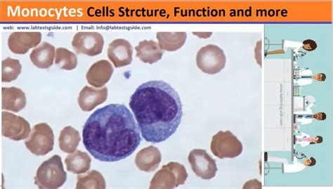 Monocytes Structure Functions And More Lab Tests Guide