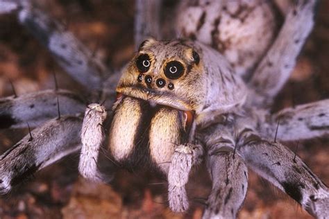 Scariest Looking Spiders