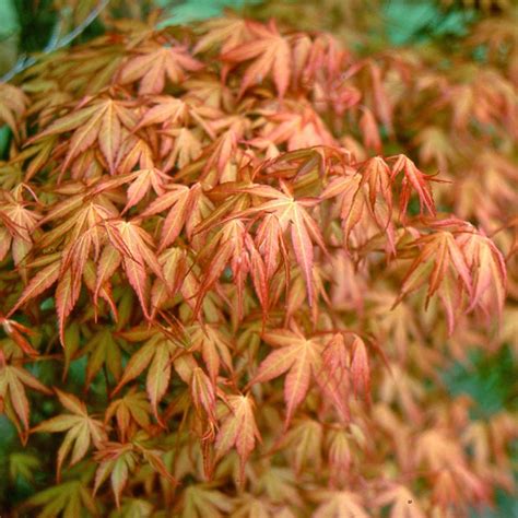 Buy Japanese maple Acer palmatum 'Katsura'