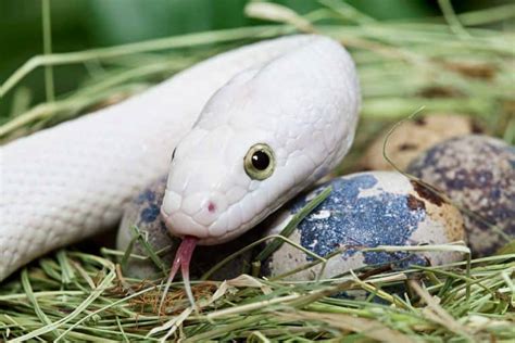 How Do Snakes Reproduce Mating Basics