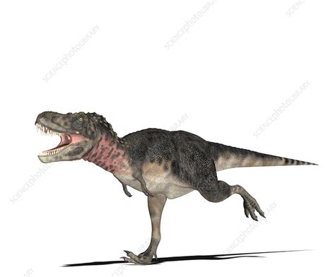 Tarbosaurus Dinosaur Artwork Stock Image C0033137 Science Photo