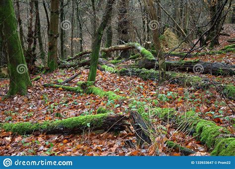 Dark Magic Forest Rain Forest Foggy Forest Stock Image