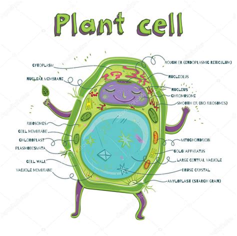 Plant Cell Anatomy Plant Cell Anatomy Royalty Free Vector Image