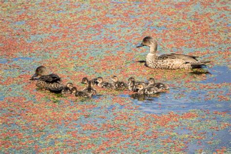 Teal Ducklings With Parents Stock Photo Image Of Protected Yellow