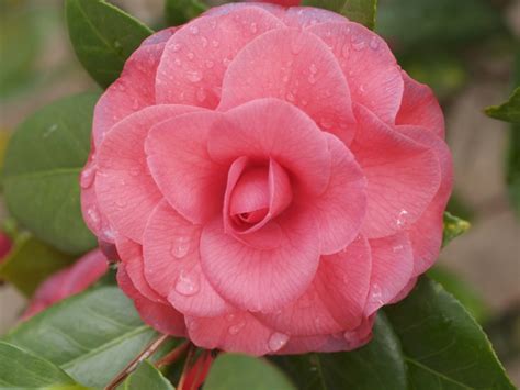 Camellia Japonica Mathotiana Rubra Camellia Garden Center Marketing