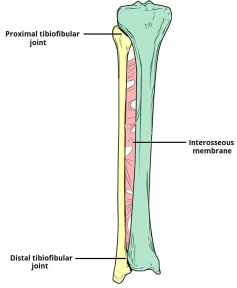 Tibiofibular Joints Proximal Distal Interosseous Membrane TeachMeAnatomy