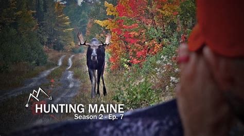 Hunting Moose In Maine The Shot Of A Lifetime Maine Moose Hunting