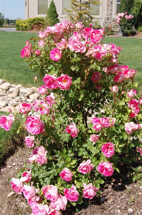 Pink Double Knock Out Roses