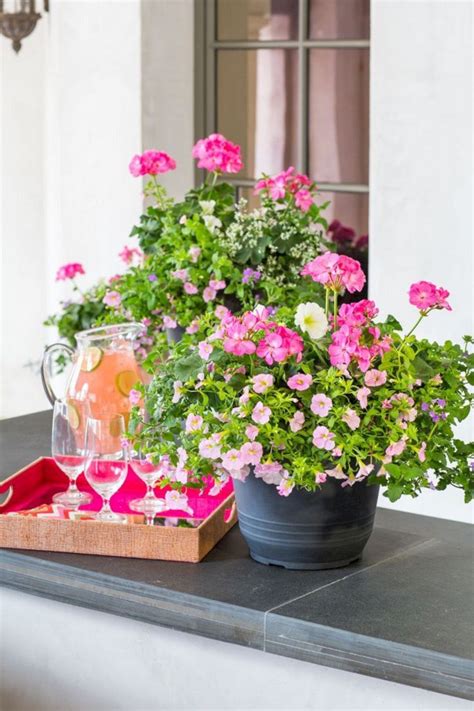 Maybe you would like to learn more about one of these? 25+ Gorgeous Full Sun Container Plants Ideas To Make Up ...