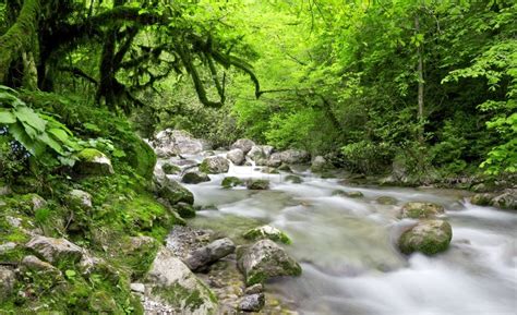 River In Beautiful Forest Stock Photo Colourbox