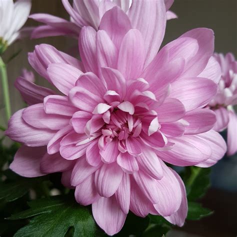 Chrysanthemum Crystal Pink Chrysanthemum Crystal Pink In