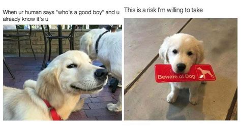 30 Funny Doggo Memes That Will Get Your Tail Wagging Funny Doggo