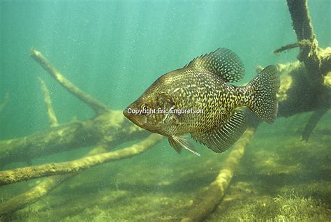 Black Crappie Engbretson Underwater Photography