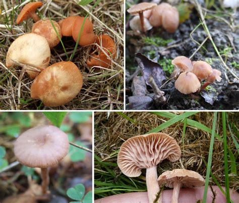 Fickle And Twisted The Deceiver The Mushroom Diary Uk Wild Mushroom