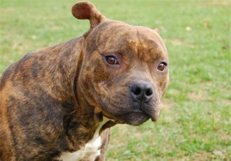 Just to make it more confusing, pit bulls aren't even a pit bull breeds of all kinds including the brindle pit bull dog have jobs like soldiering, policing, search and rescue, seeing eyes and celebrity pets. Tiger Stripe Pitbull | Pitbull Puppies