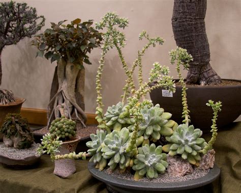 Overhead watering and misting is often listed as a preventative and a. Dudleya pachyphytum | Cactus and Succulent Society of ...
