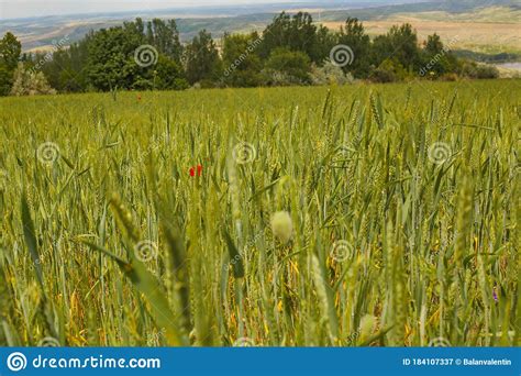 Green Wheat Field Stock Image Image Of Countryside 184107337