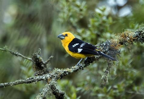 Picogordo Amarillogolden Grosbeakpheucticus Chrysogaster Birds Colombia