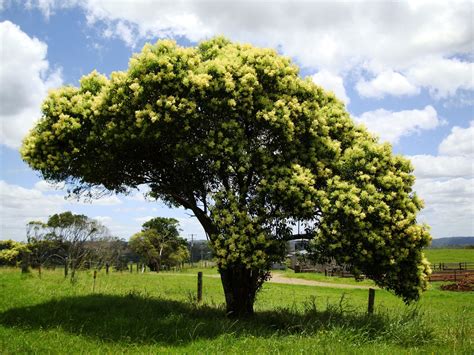Asisbiz Australian Flowering Tree Flaxton Area 04