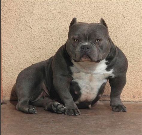 Xl american bully tricolor suge knight. American bully xxl prix