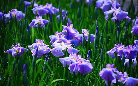 Extraordinary Irises Flowers Irises Nature Bonito Spring Hd