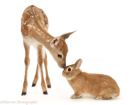 Cute Animals Pictures Fallow Deer Fawn And Rabbit Wp28598