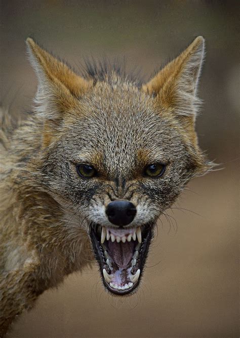 Photograph Furious Jackal By Drhiteshj On 500px Angry Animals Wild