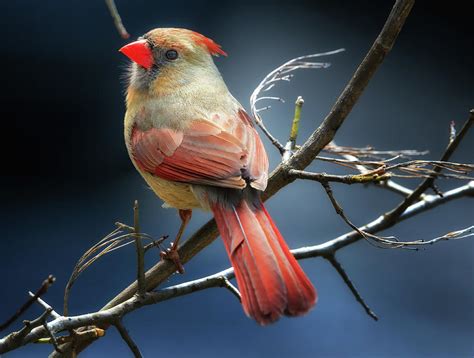 Female Cardinal Garetcomfort