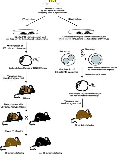 Contemporary Approaches For Modifying The Mouse Genome Physiological