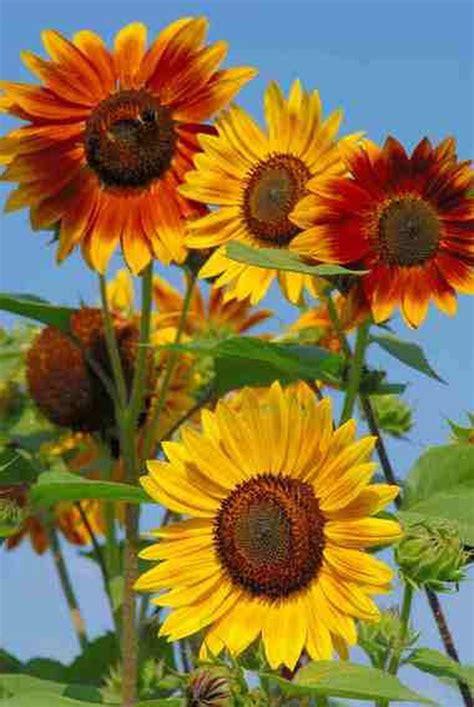 Sensational Sunflowers More Shapes Sizes Colors Oregonlive Com