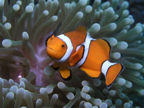 Over 1,500 species of fish are inhabiting the great barrier reef. Great Barrier Reef - Maps