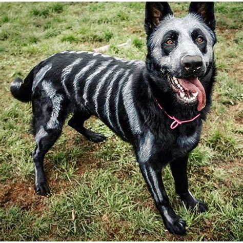 15 Of The Best Diy Halloween Dog Costumes Out There Pet Halloween