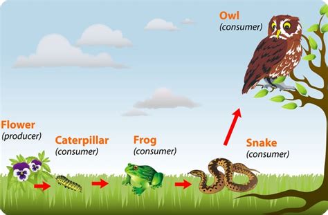 Structure And Functions Of Ecosystem Biotic Components And Abiotic