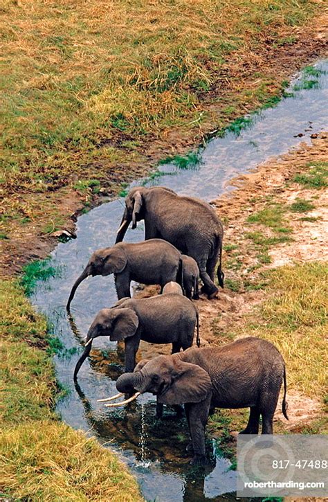 African Elephant Loxodonta Africana Tanzania Stock Photo