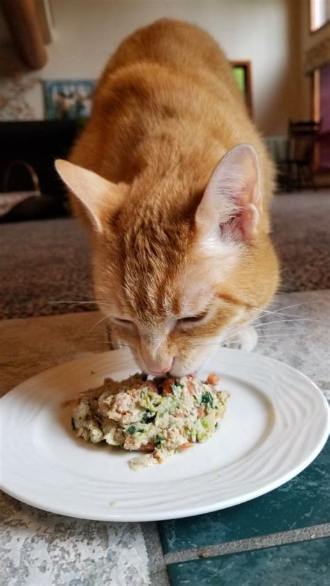 Find out more about them here! NomNomNow Cat Food Review: We Tried NomNomNow Fresh Cat Food