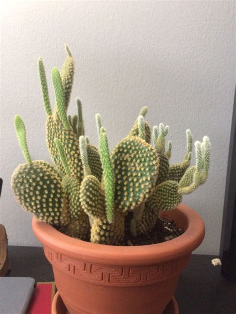 · that said, here are some of the most widely known succulents explained with the physical traits that you can use to identify your succulent quickly. Need help identifying my cactus