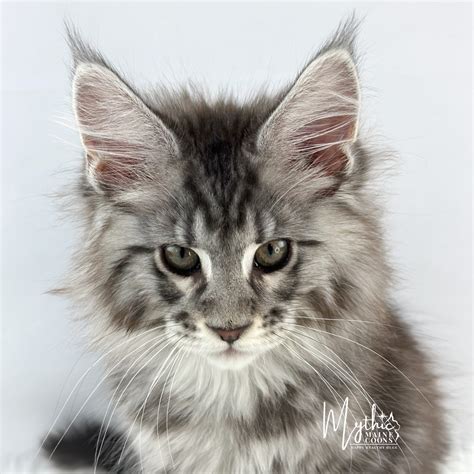 Maine Coon Adoption - Mythic Maine Coons