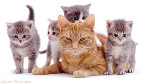 Make your home a safe place where your baby can grow and thrive. The meaning and symbolism of the word - «Kittens»