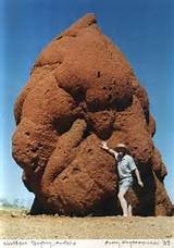 Largest Termite Mound Images