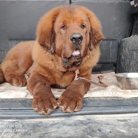 15 Facts About Tibetan Mastiffs Which Will Fascinate You To Have One